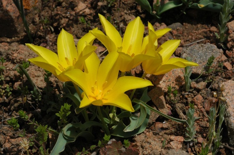 Image of genus Tulipa specimen.