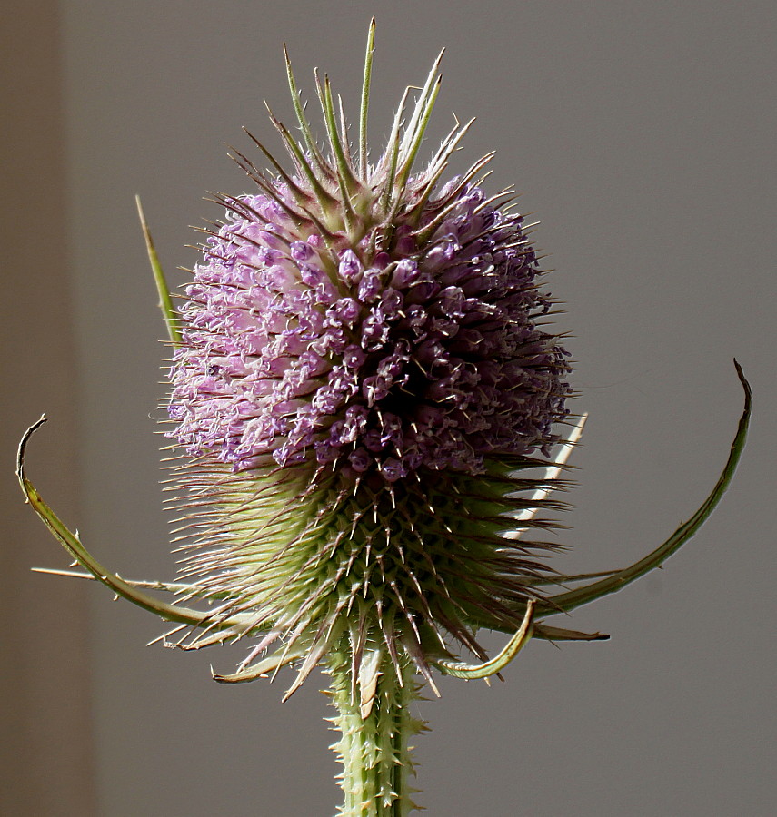 Image of Dipsacus fullonum specimen.