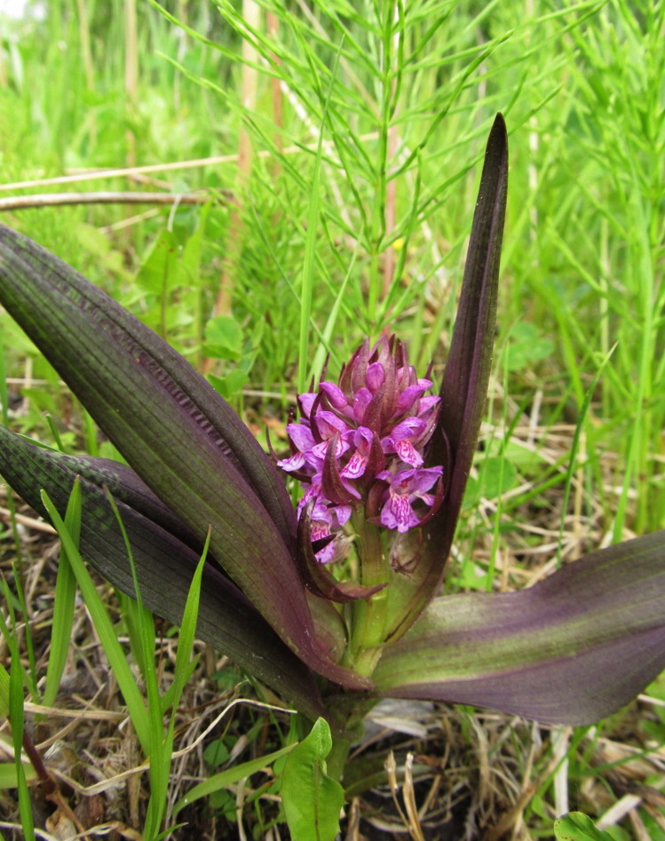 Изображение особи Dactylorhiza incarnata.