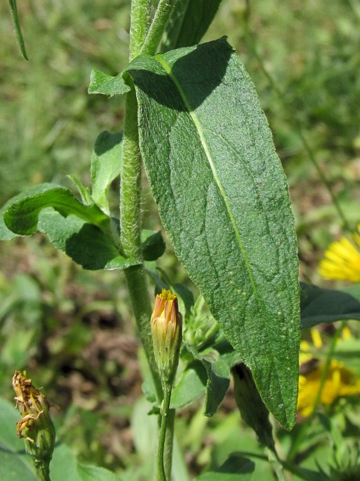 Image of Inula britannica specimen.