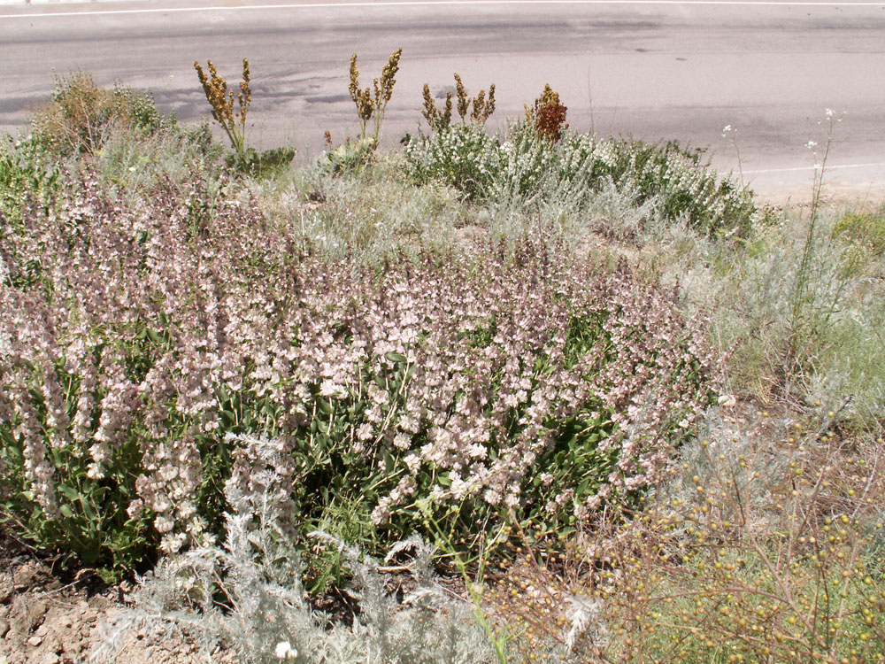 Image of Otostegia olgae specimen.