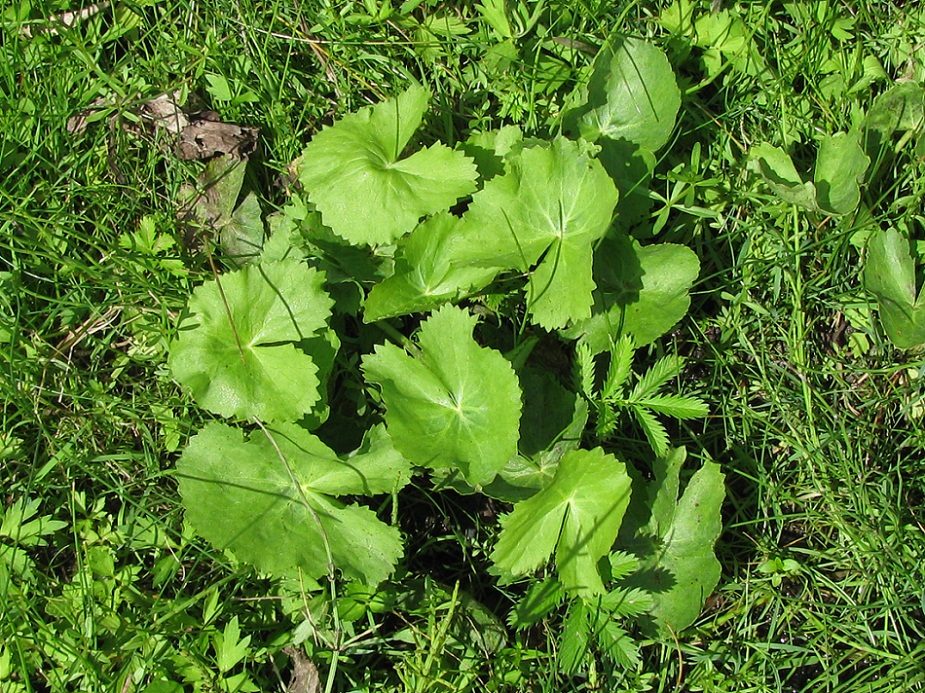 Image of Caltha palustris specimen.