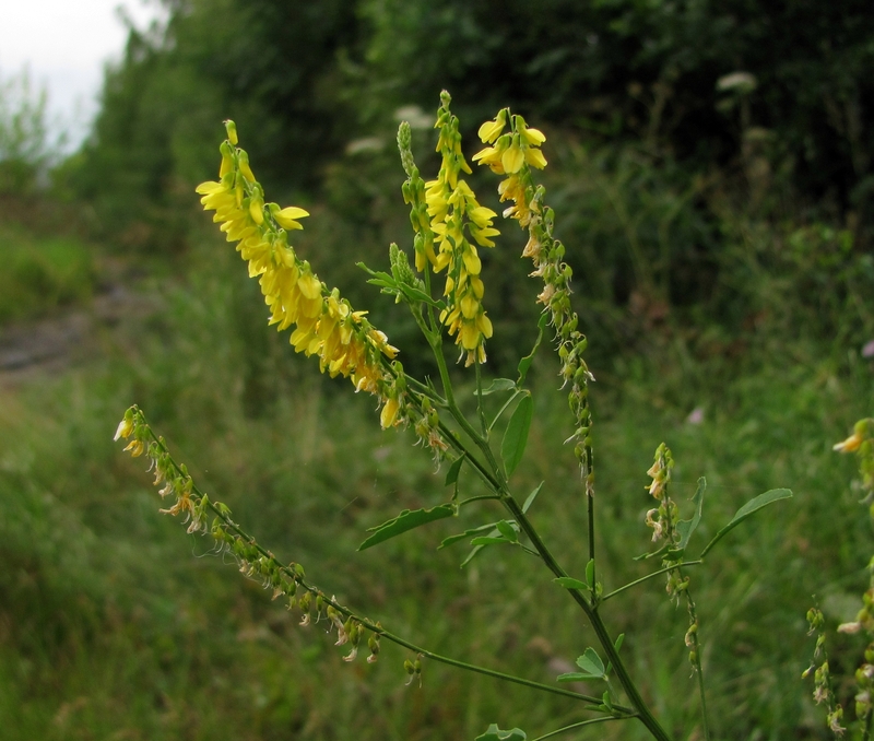 Изображение особи Melilotus officinalis.