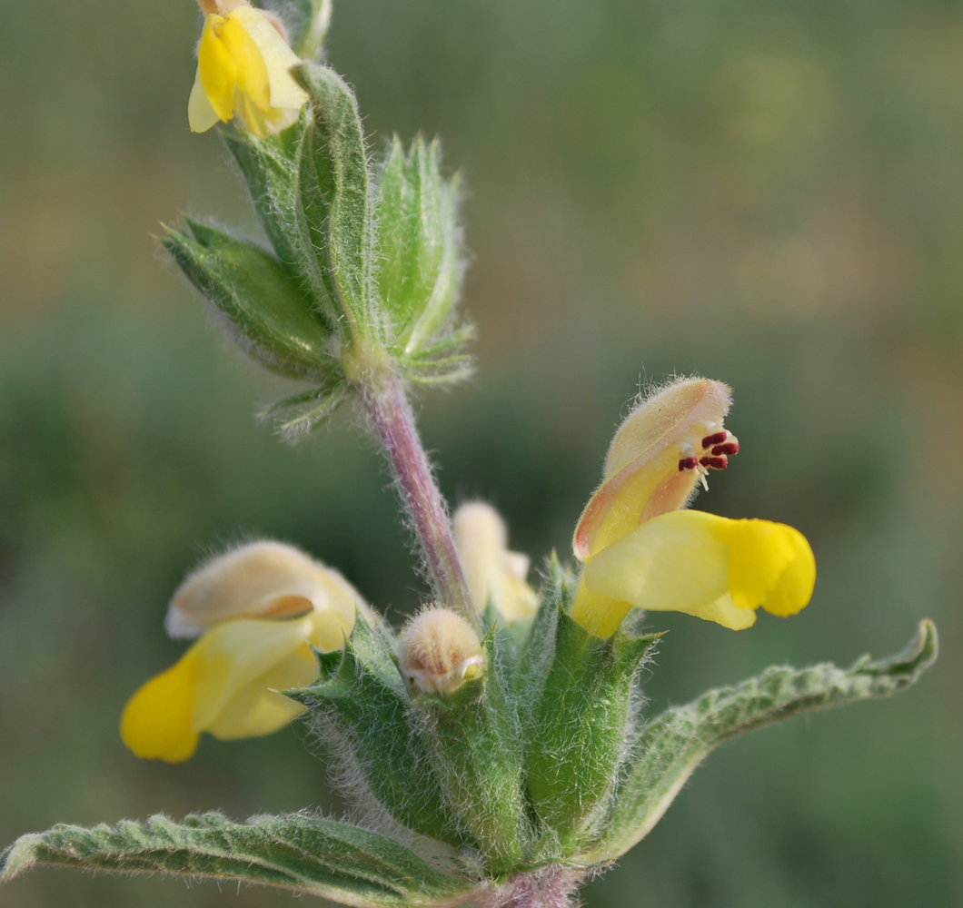 Image of Phlomoides labiosa specimen.