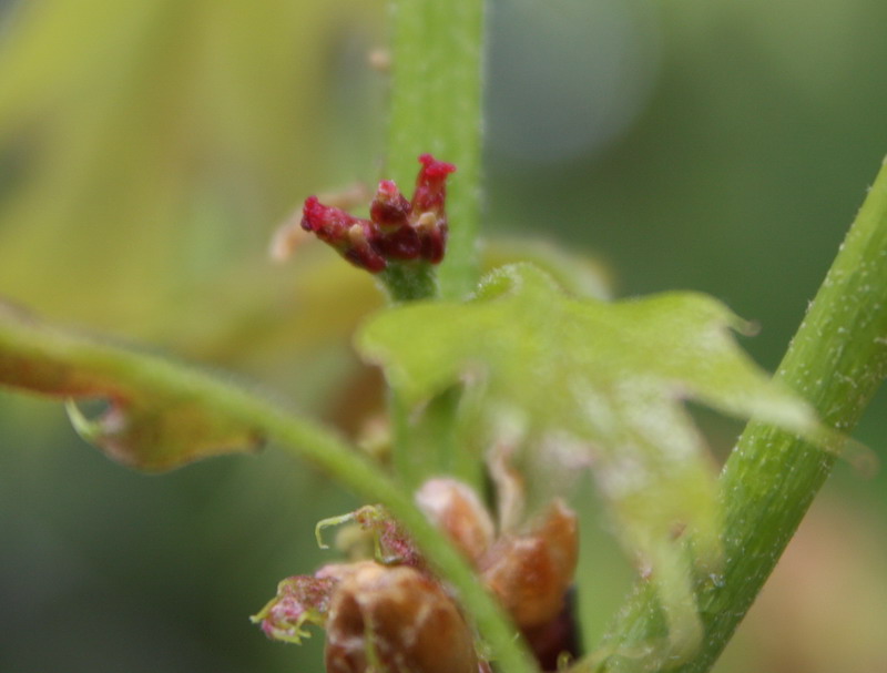 Image of Quercus rubra specimen.