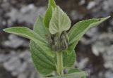 Phlomis samia