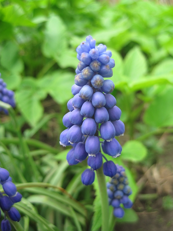 Изображение особи род Muscari.