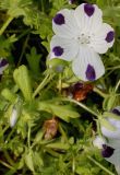 Nemophila maculata. Соцветие с цветком и бутонами. Германия, г. Krefeld, Ботанический сад. 10.06.2013.