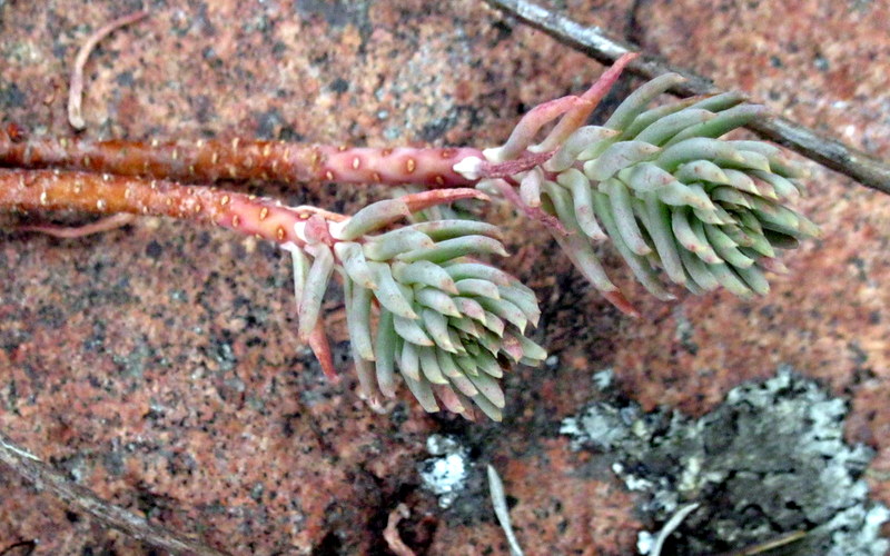 Image of Sedum reflexum specimen.