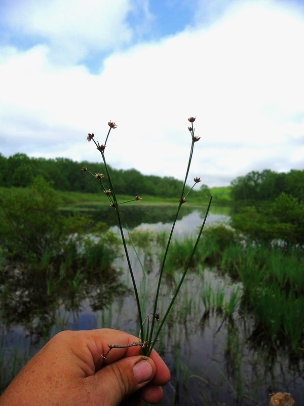 Image of Juncus articulatus specimen.