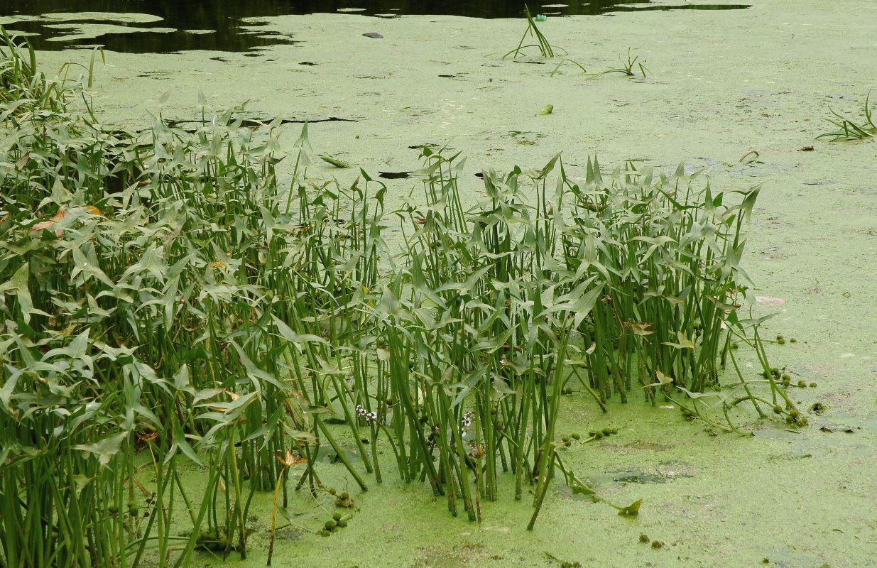 Изображение особи Sagittaria sagittifolia.