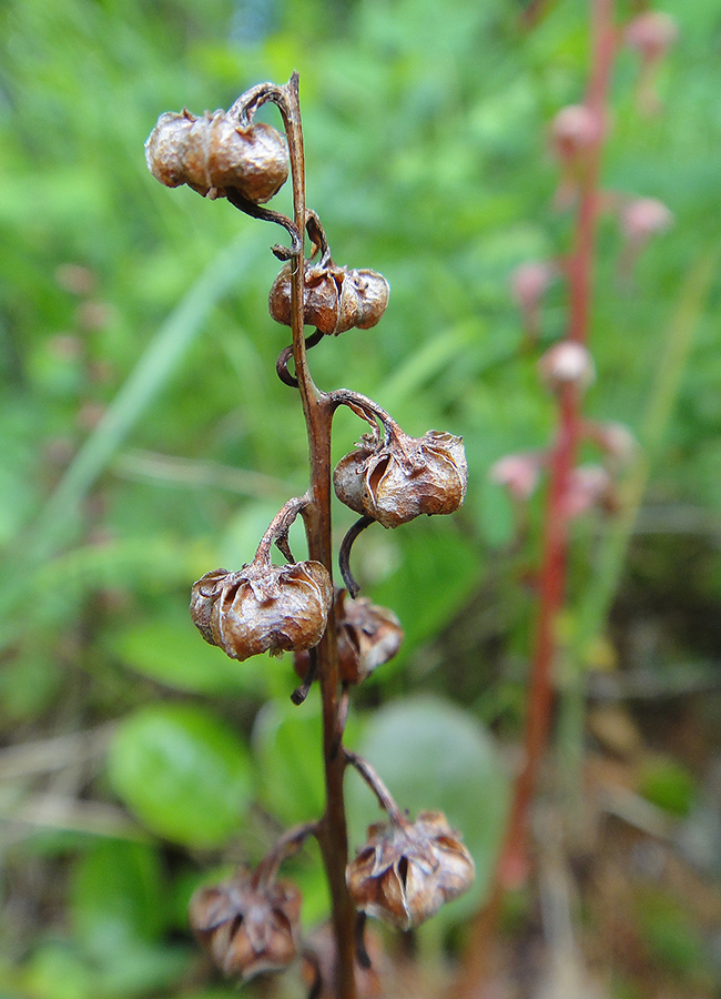 Image of Pyrola incarnata specimen.