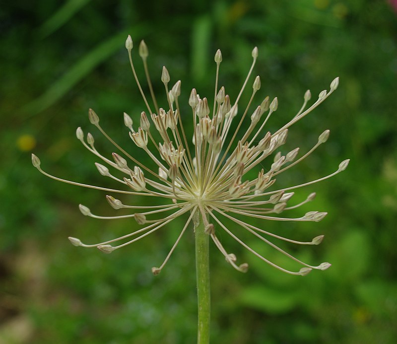 Image of Allium protensum specimen.