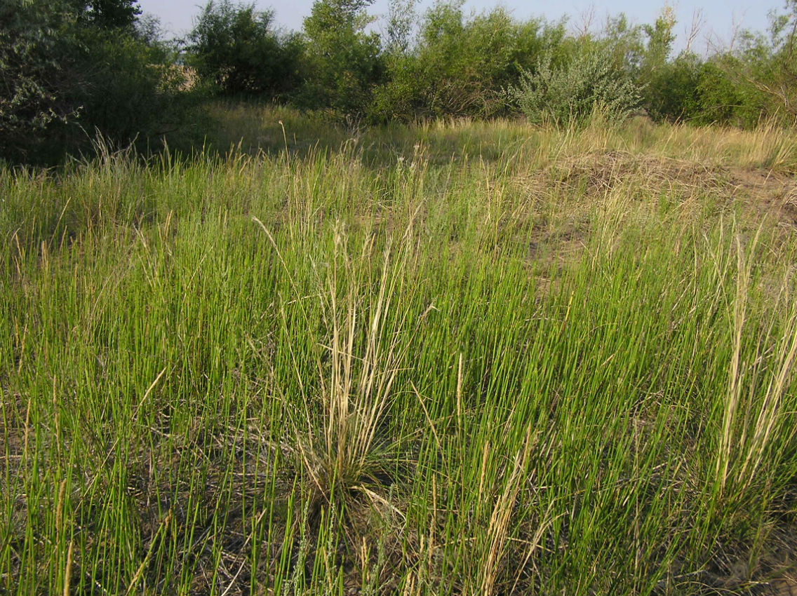 Image of Equisetum &times; moorei specimen.