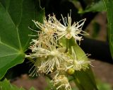 Tilia amurensis