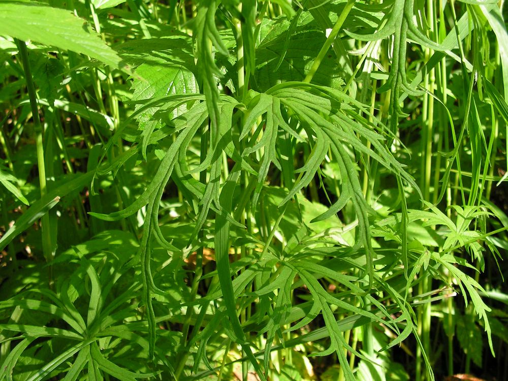 Image of Aconitum karafutense specimen.