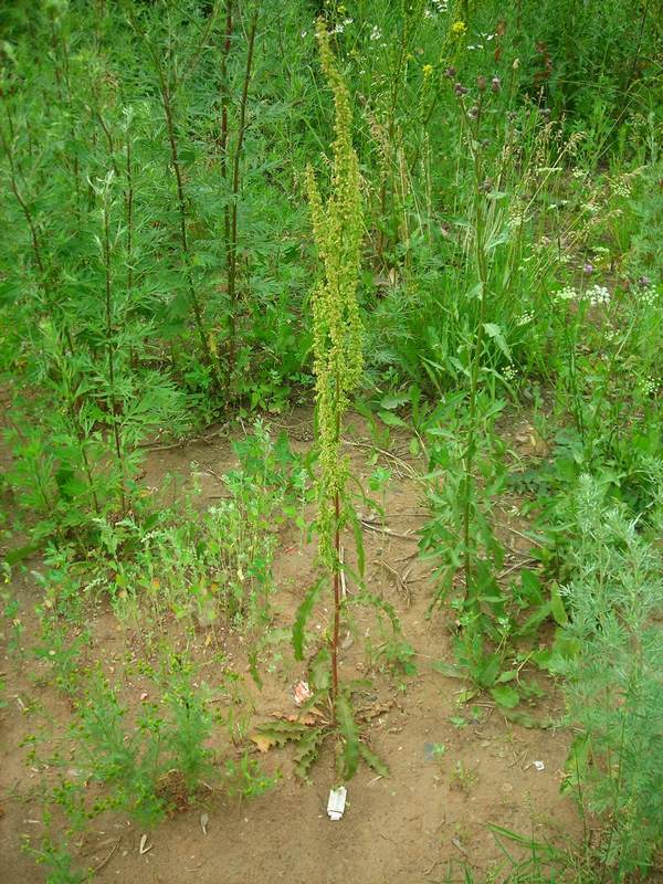 Изображение особи Rumex crispus.