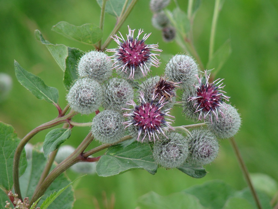 Изображение особи Arctium tomentosum.