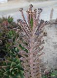 Смотреть изображение Kalanchoe tubiflora