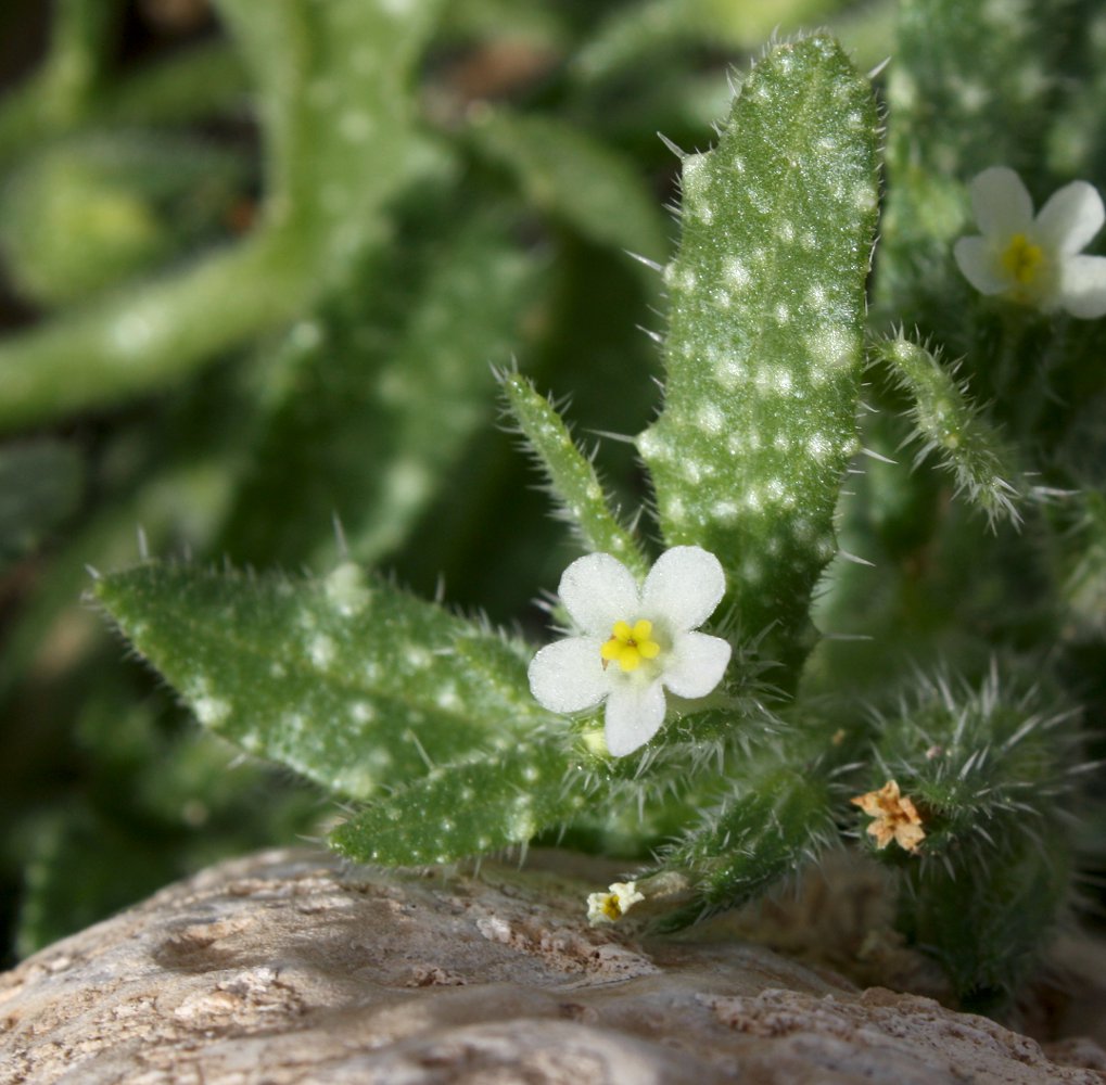 Image of Anchusa aegyptiaca specimen.