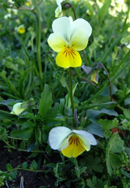 Image of Viola arvensis specimen.