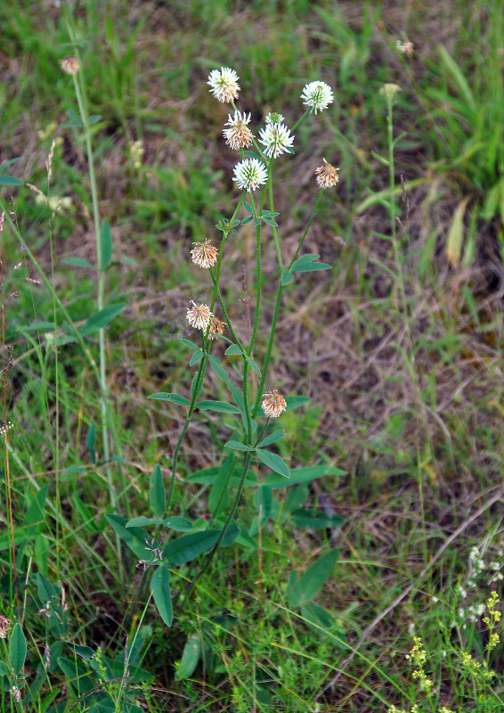 Image of Trifolium montanum specimen.