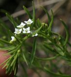 Image of taxon representative. Author is Елена Алешичева