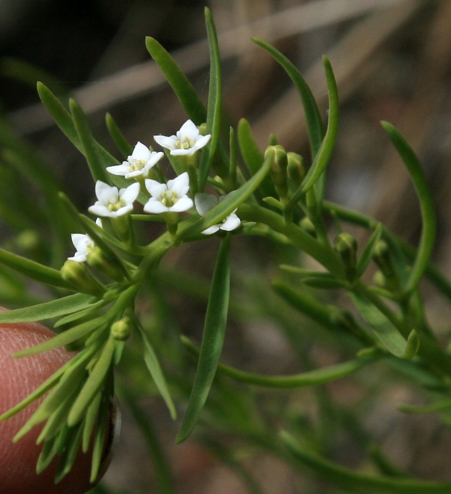 Image of Thesium alpinum specimen.