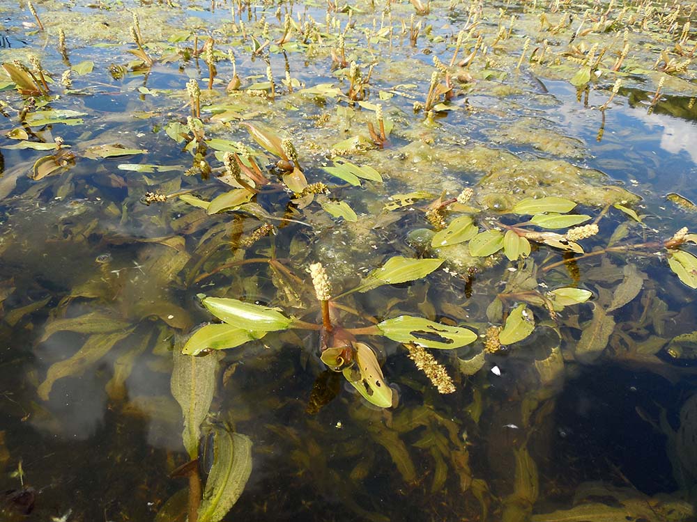 Image of Potamogeton tenuifolius specimen.