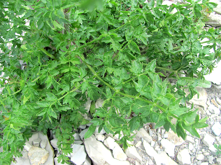 Image of Laserpitium hispidum specimen.