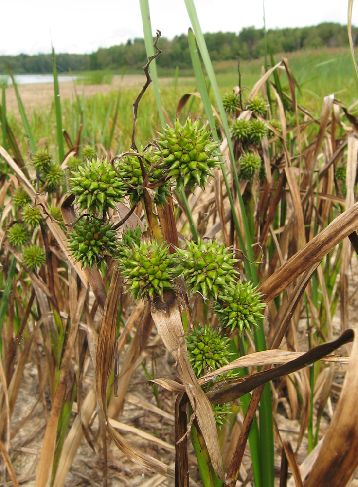 Изображение особи Sparganium erectum.