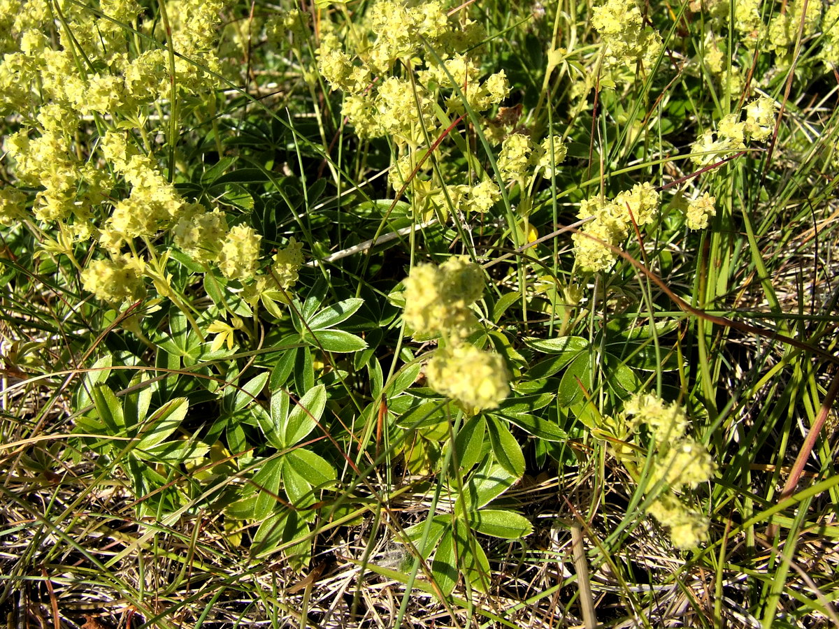 Изображение особи Alchemilla alpina.