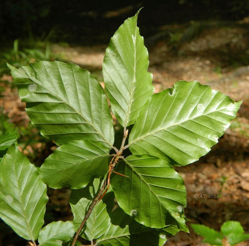 Image of Fagus sylvatica specimen.