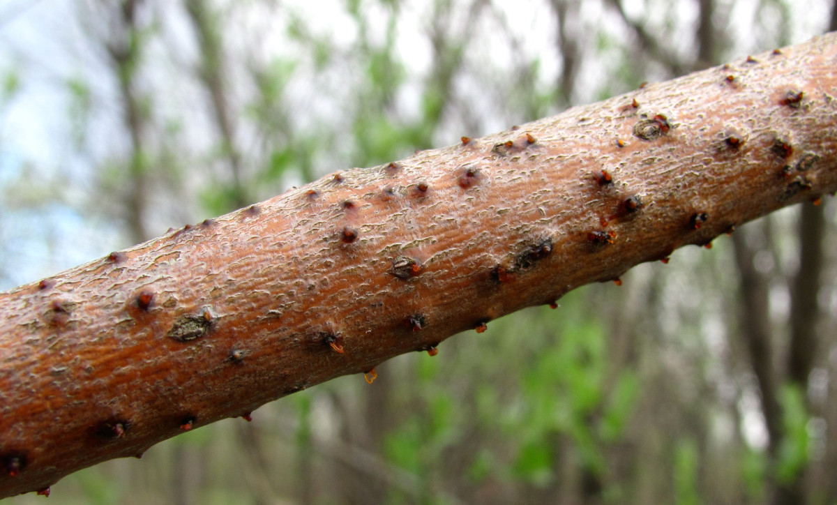 Image of Salix myrsinifolia specimen.