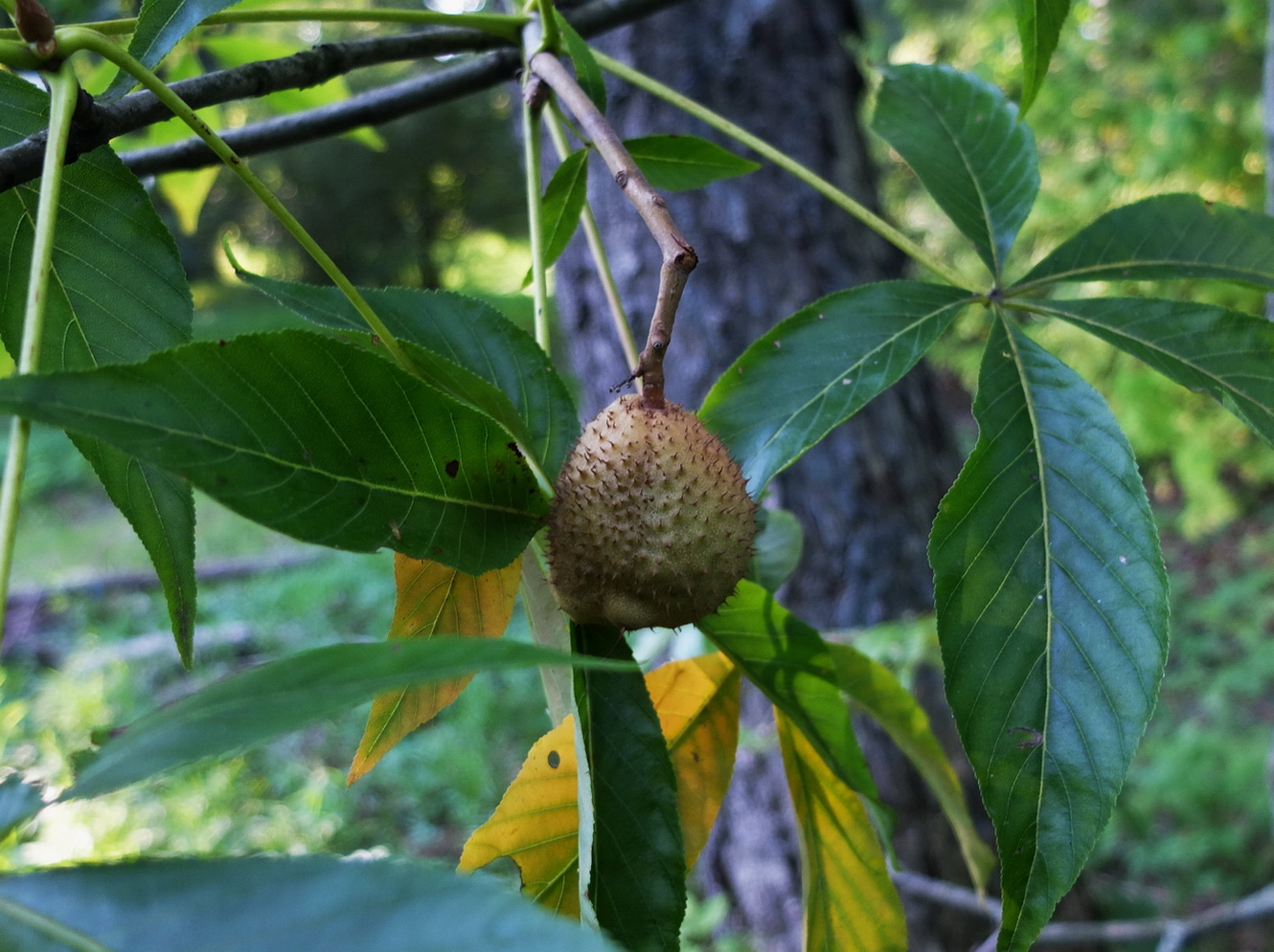 Изображение особи Aesculus glabra.