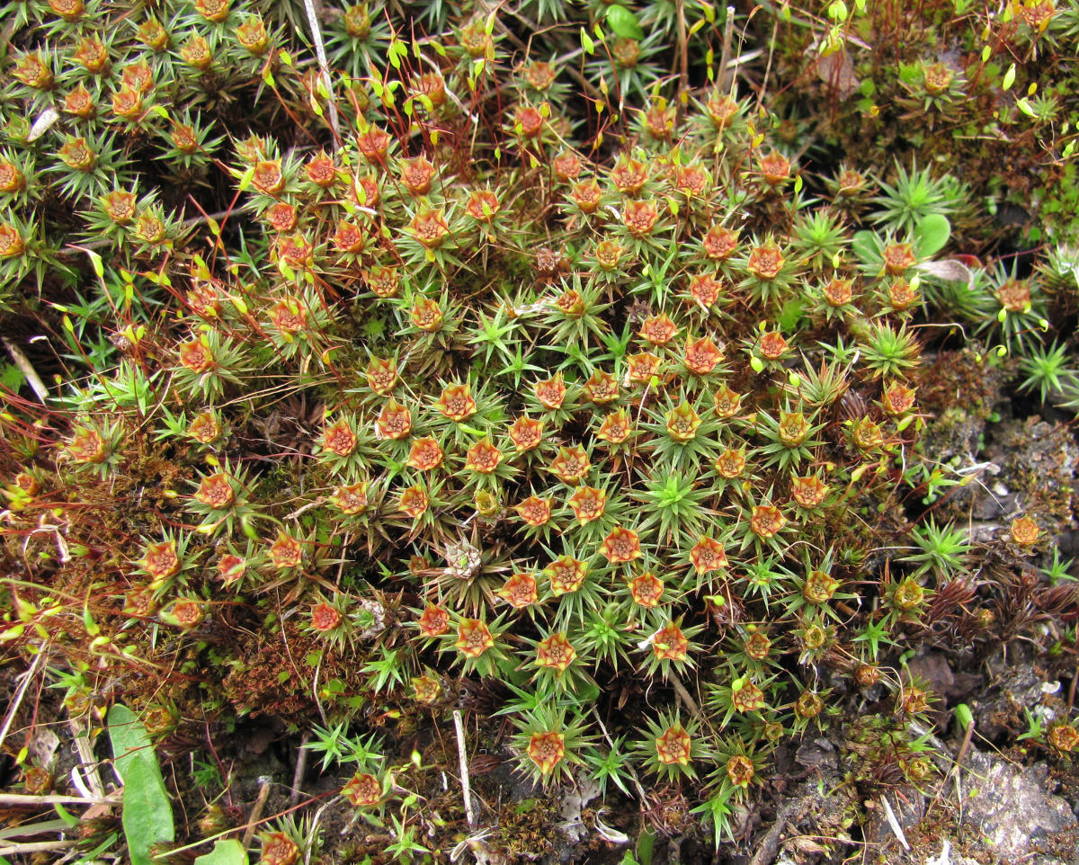 Image of Polytrichum juniperinum specimen.