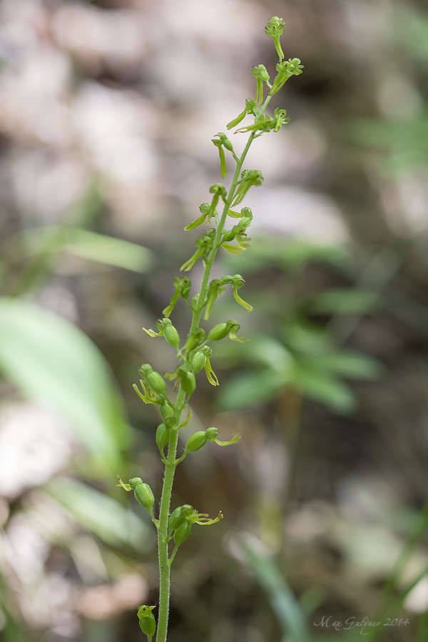 Изображение особи Listera ovata.