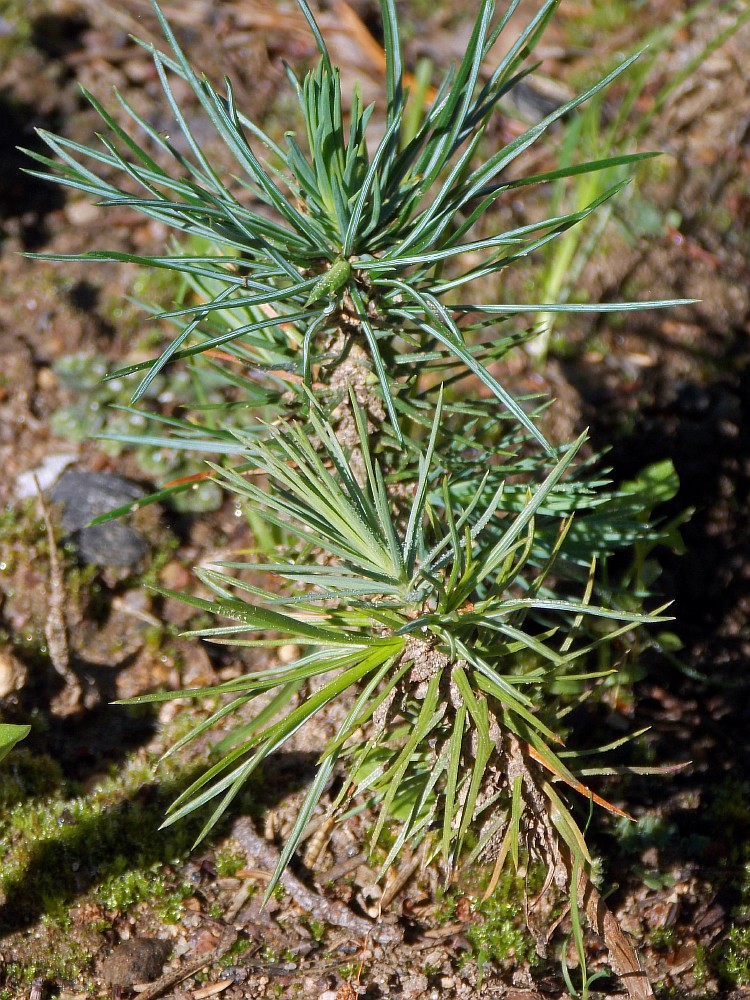 Изображение особи Pinus aristata.