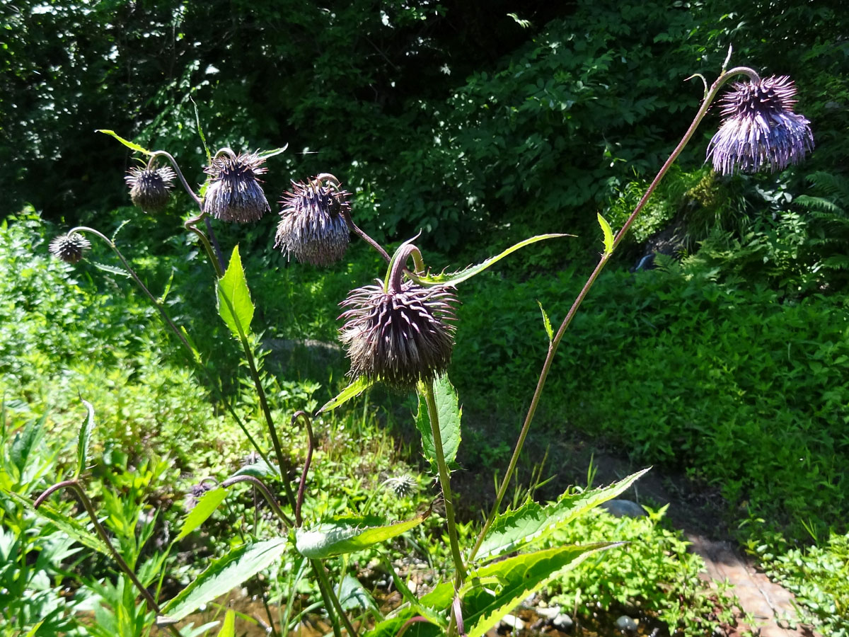 Изображение особи Cirsium weyrichii.