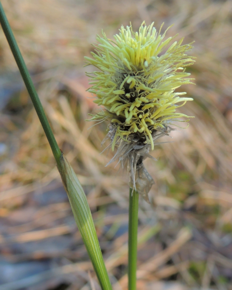 Изображение особи Eriophorum vaginatum.