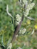 Artemisia vulgaris. Часть зацветающего растения. Кыргызстан, Нарынская обл., левый берег р. Нарын, окр. с. Таш-Башат, вахтовый пос. 18.06.2015.