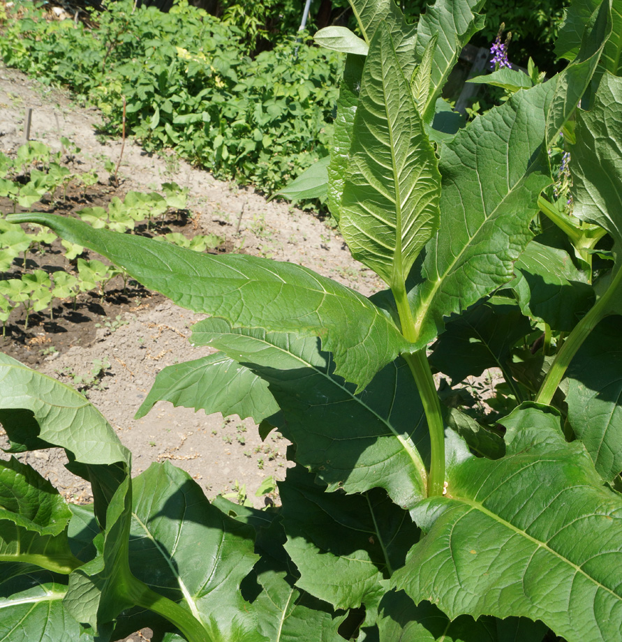 Изображение особи Silphium perfoliatum.