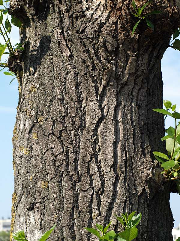 Image of Populus &times; sibirica specimen.