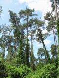 Pinus pityusa. Взрослые деревья, увитые Hedera, в роще. Абхазия, Гагрский р-н, окр. г. Пицунда. 10.06.2012.