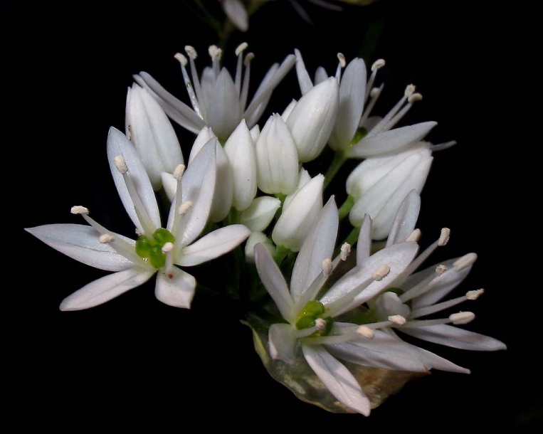 Изображение особи Allium ursinum.