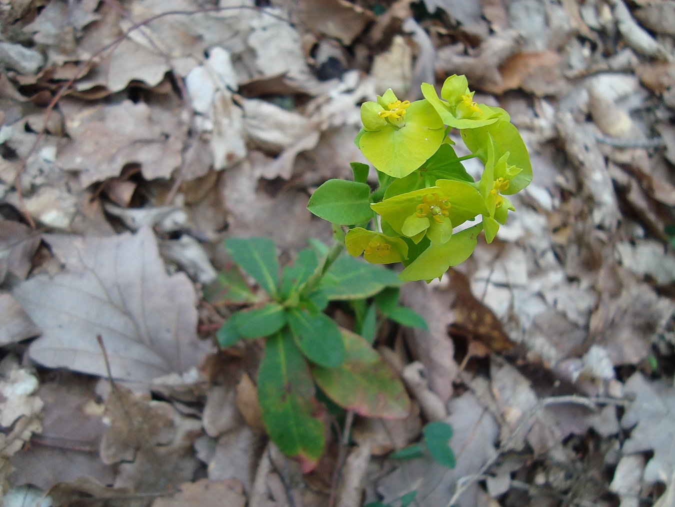 Изображение особи Euphorbia amygdaloides.