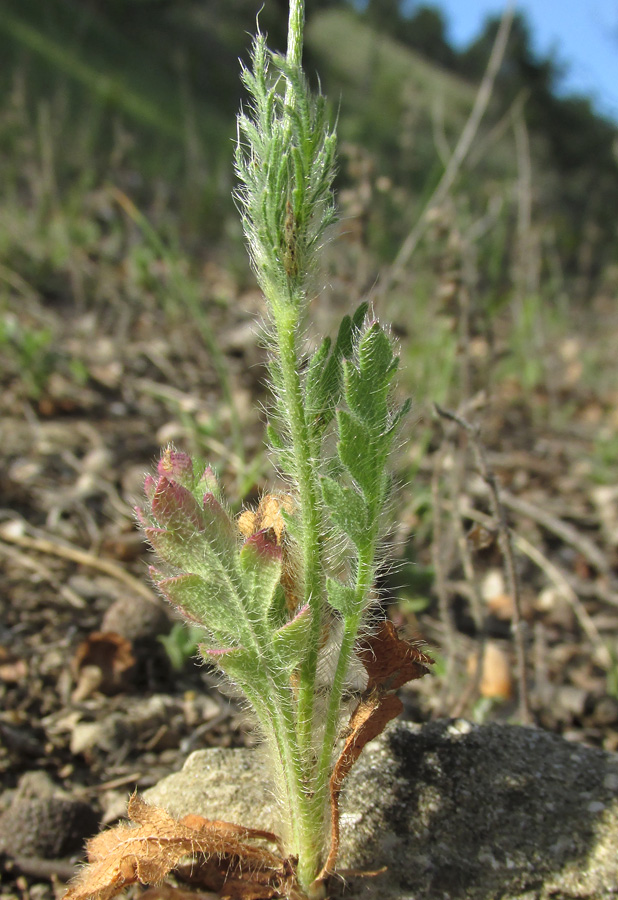 Image of Papaver stevenianum specimen.