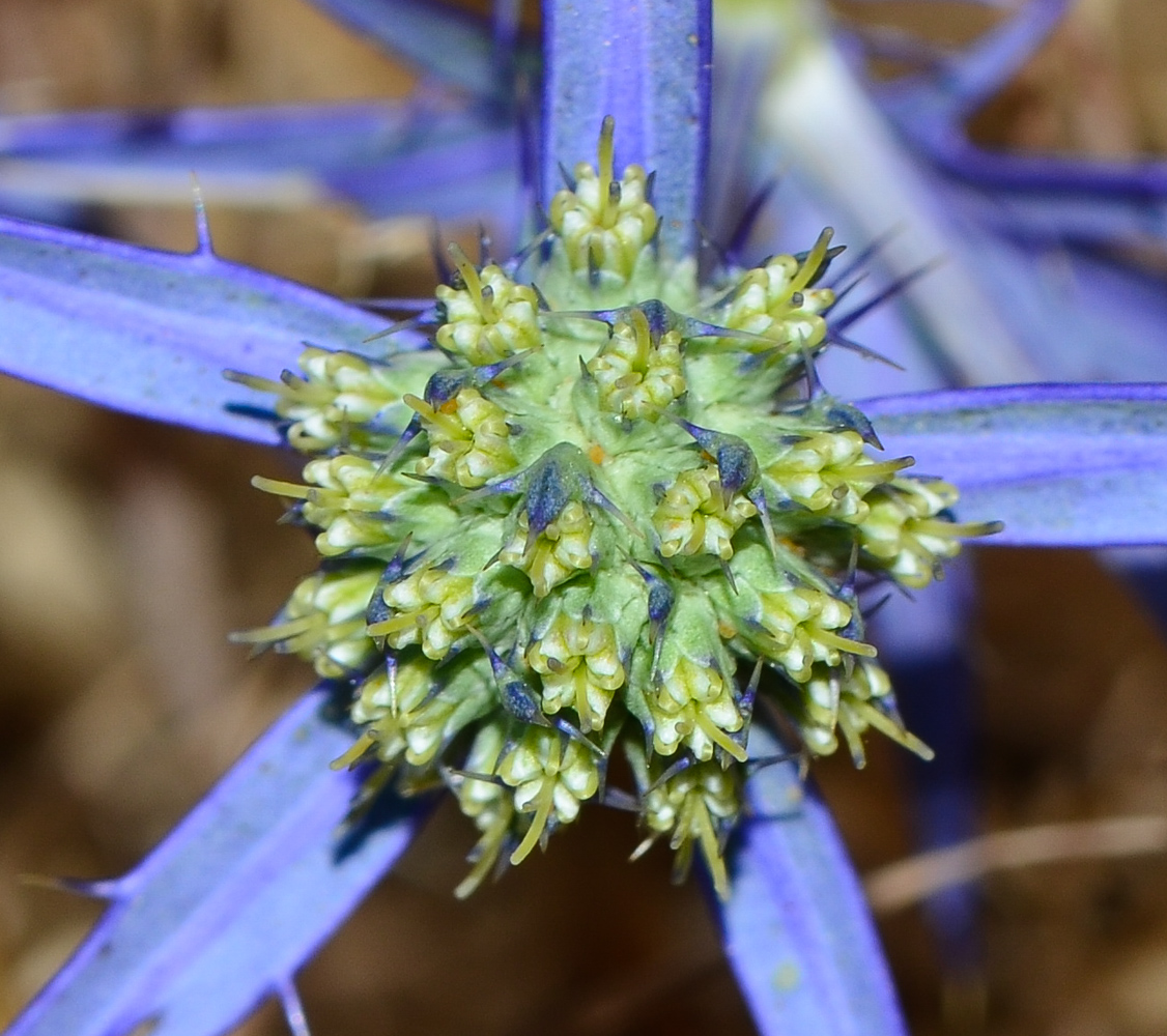 Image of Eryngium creticum specimen.