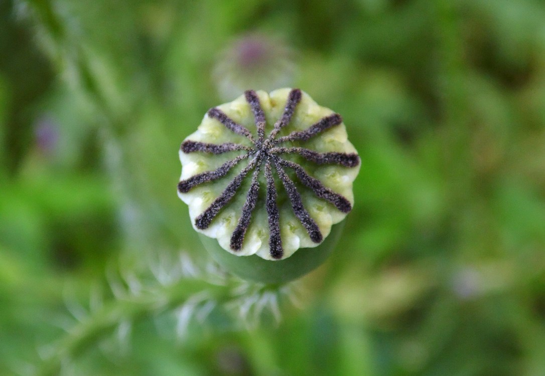 Image of Papaver rhoeas specimen.