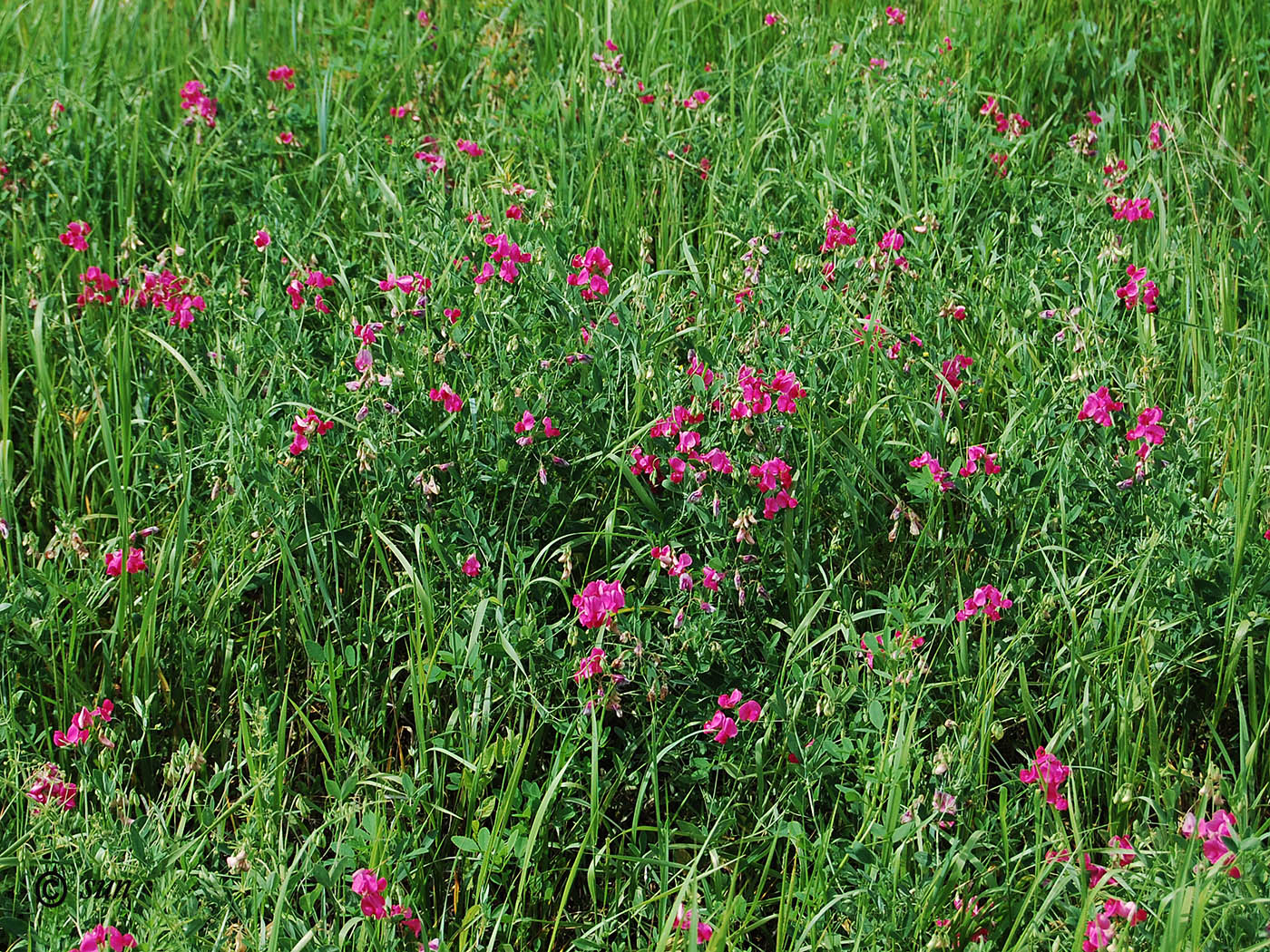 Image of Lathyrus tuberosus specimen.